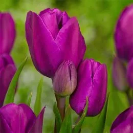 Тюльпан Purple Bouquet 30 шт/уп фото