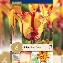 Тюльпан Texas Flame (Брендовые луковицы KAPITEYN®) фото