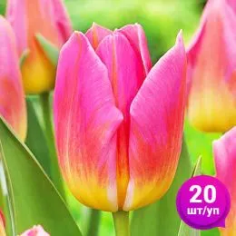 Тюльпан Tom Pouce 20 шт/уп фото