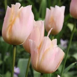 Тюльпан Apricot Beauty 30 шт/уп фото