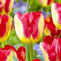 Тюльпан Headline фото