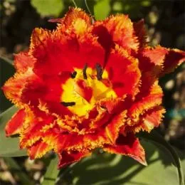 Тюльпан Fringed Beauty фото