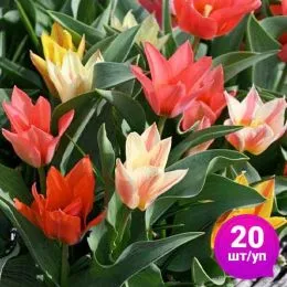 Тюльпан Fun Colors 20 шт/уп фото