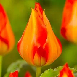 Тюльпан Vvedenskyi Tangerine Beauty фото