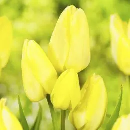 Тюльпан H.D.Genscher фото