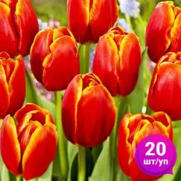 Тюльпан Verandi 20 шт/уп фото