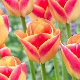 Тюльпан Candy Corner фото