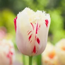 Тюльпан Carrousel фото