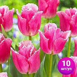 Тюльпан Izumi 10 шт/уп фото