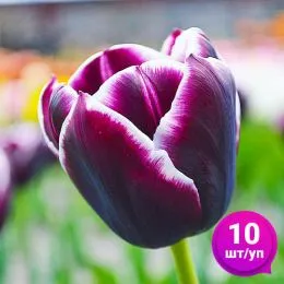 Тюльпан Jackpot 10 шт/уп фото