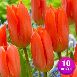 Тюльпан Orange Brilliant 10 шт/уп фото