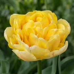Тюльпан Secret Parfume фото
