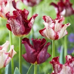 Тюльпан Striped Crown фото