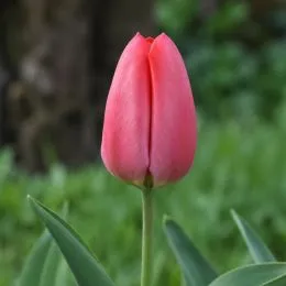 Тюльпан Zantupink (Pink Pride) фото