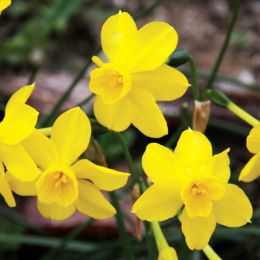 Нарцисс Twinkling Yellow фото