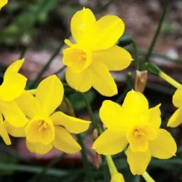 Нарцисс Twinkling Yellow фото