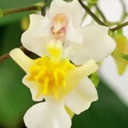 Орхидея Oncidium Twinkle Pearl фото
