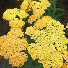Тысячелистник Milly Rock Yellow Terracotta фото