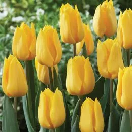 Тюльпан Yellow Flair фото