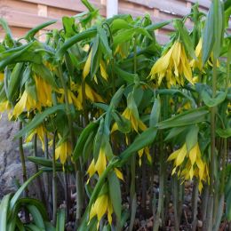 Увулярия Grandiflora фото