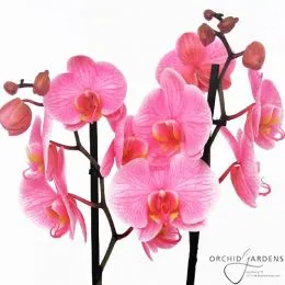 Фаленопсис Valentine Pink фото