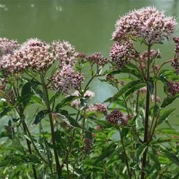 Валериана Officinalis фото