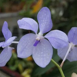 Ванда голубая (Vanda coerulea) фото