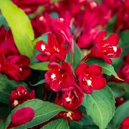 Вейгела Cherry Love фото