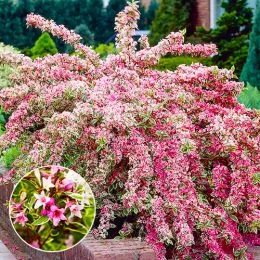 Вейгела Nana Variegata фото
