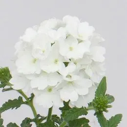 Вербена Lascar White фото
