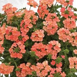 Вербена Estrella Peach фото