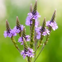 Вербена Blue Spires фото