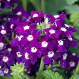 Вербена Lascar Compact Dark Violet фото