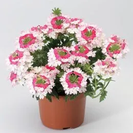 Вербена Twister Pink фото