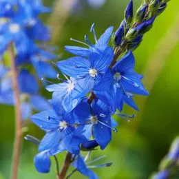 Вероника Knallblau фото