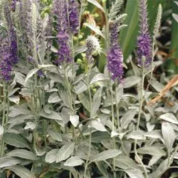 Вероника Spicata Blue фото