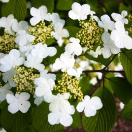 Калина Plicatum Cascade фото