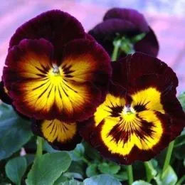Фиалка Karma Midnight Sun фото