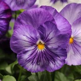 Фиалка Matrix Lavender Shades фото