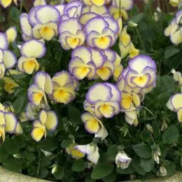 Виола Etain фото