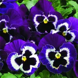 Фиалка Karma Violet with Face фото