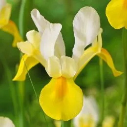 Ирис Hollandica Yellow-White фото