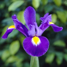 Ирис Hollandica Young Star фото