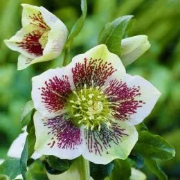 Морозник White Spotted Lady фото