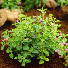 Каламинта Grandiflora фото