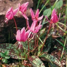 Эритрониум  Rose Queen фото