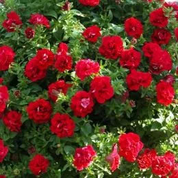 Петуния Viva Double Red фото