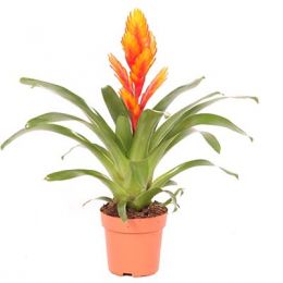 Вриезия Intenso Orange фото