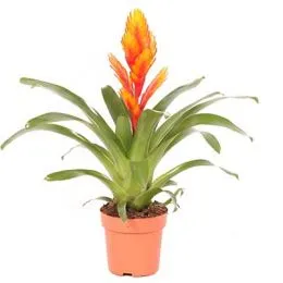 Вриезия Intenso Orange фото