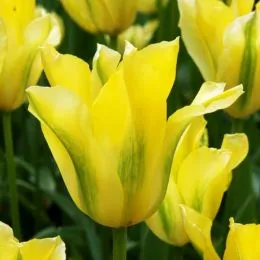 Тюльпан Yellow Springgreen фото